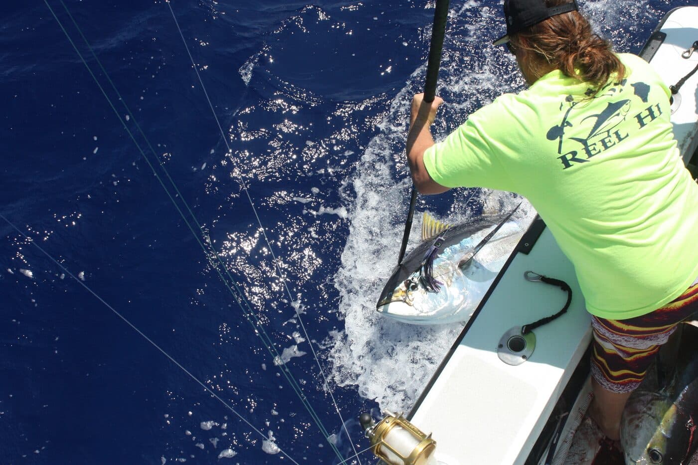 A deckhand gaffing an ahi at the side of the boat